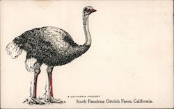 South Pasadena Ostrich Farm, California Postcard