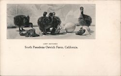 Just Hatched - South Pasadena Ostrich Farm Postcard