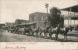 Hauling Wheat - Via Horse Drawn Wagons Sacramento, CA Postcard Postcard Postcard