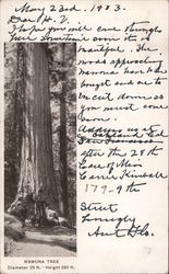Wawona Tree, Diameter 28 ft., Height 260 ft. Postcard
