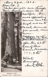 Wawona Tree, Diameter 28 ft., Height 260 ft. California Postcard Postcard Postcard
