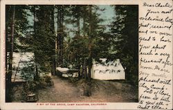 A bit of the grove, Camp Vacation Postcard
