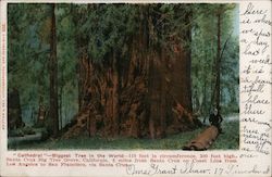 "Cathedra" - Biggest tree in the world. Big Tree Grove Santa Cruz, CA Postcard Postcard Postcard