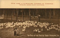 The Boss of the Poultry Farm Postcard