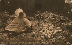 Feeding Petaluma Dry Chick Feed Postcard