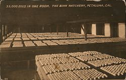 33,000 Eggs in One Room, The Bihn Hatchery Postcard