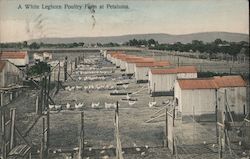 A White Leghorn Poulty Farm at Petaluma Postcard