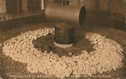 1700 Chicks in Brooder House Postcard