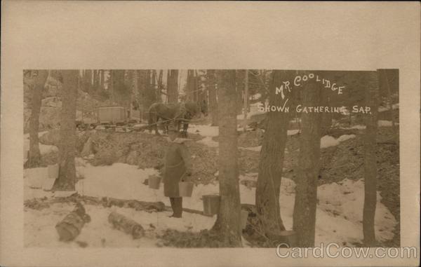 Mr Coolidge shown gathering sap Presidents