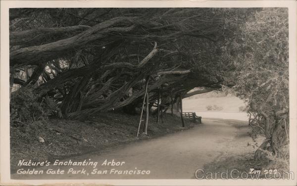 Nature's Enchanting Arbor, Golden Gate Park San Francisco California