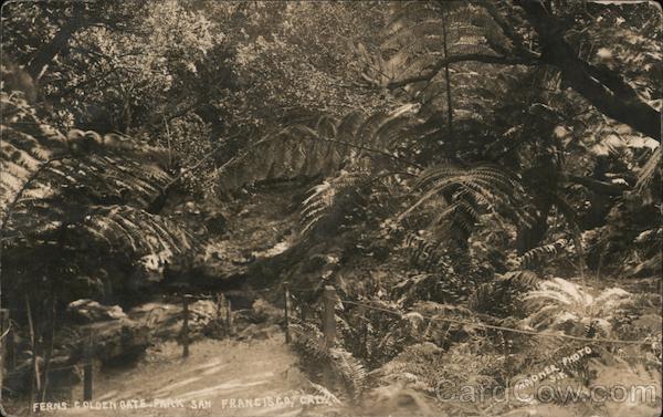 Ferns in Golden Gate Park San Francisco California