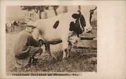 President Coolidge Milking a Cow Postcard