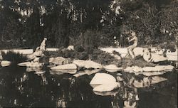 De Young Museum pond Golden Gate Park San Francisco, CA Postcard Postcard Postcard