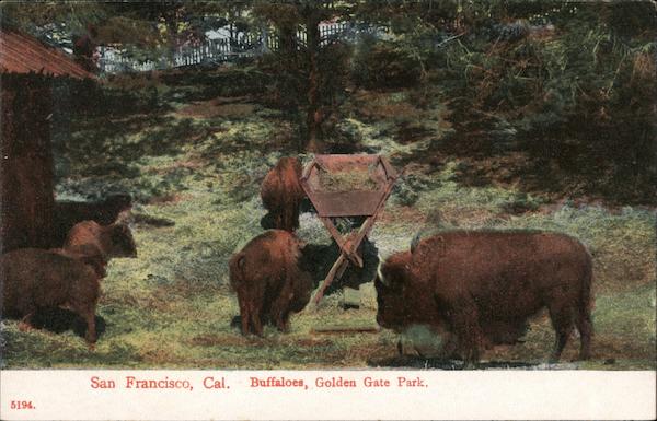 Buffaloes, Golden Gate Park San Francisco California