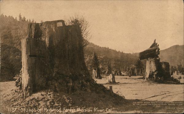 Stumps of Redwood Forest, Russian River Guerneville California