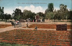 Fruit Drying Near San Jose California Postcard Postcard Postcard