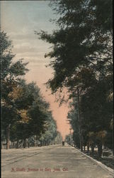 A Shady Avenue in San Jose Postcard