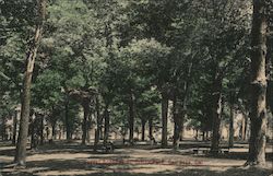 Forest Scene in St. Thomas Park, San Jose, Cal. Postcard