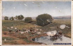 Scene on Emu Creek, D. Downs Postcard