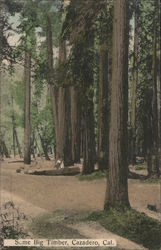 Some Big Timber Cazadero, CA Postcard Postcard Postcard