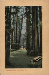 Bohemian Grove Monte Rio, CA Postcard Postcard Postcard