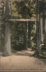 Entrance to Armstrong Woods Postcard