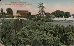 Abundant Cactus Fruit as developed by Luther Burbank Postcard