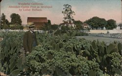 Abundant Cactus Fruit as developed by Luther Burbank Santa Rosa, CA Postcard Postcard Postcard