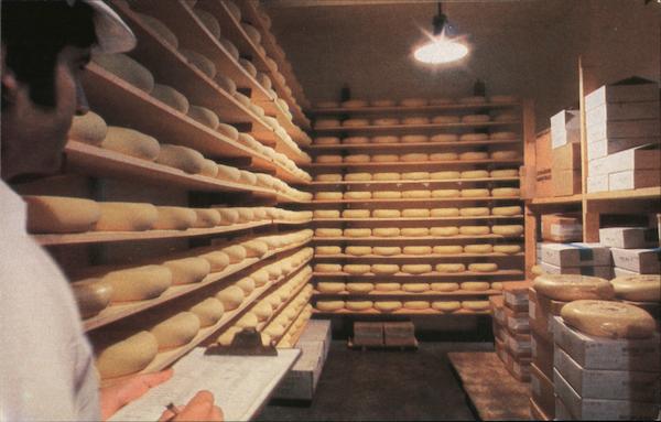 The Sonoma Cheese Factory. Sonoma Jack wheels curing and aging room. California