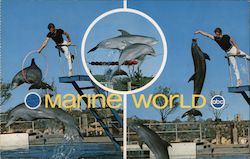Marine World Atlantic Bottle Nosed Dolphin show Redwood City, CA Postcard Postcard Postcard