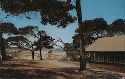 Asilomar - In Asilomar Beach State Park Postcard