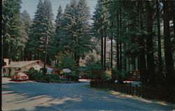 Austin Dell, redwood trees Postcard