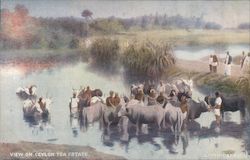 William Cluff Co Oysters. Painting of View on Ceylon Tea Estate. Cattle in River Postcard