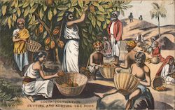 Cocoa Cultivation: cutting and sorting the pods Postcard