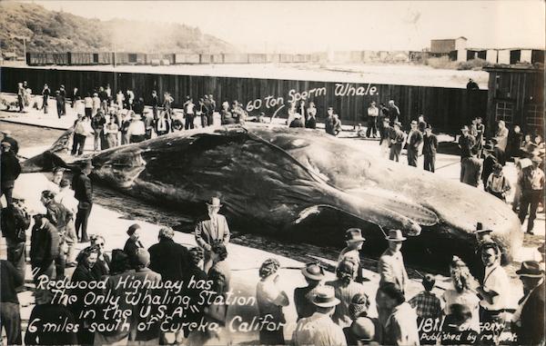 60 ton sperm whale on Redwood Highway Eureka California