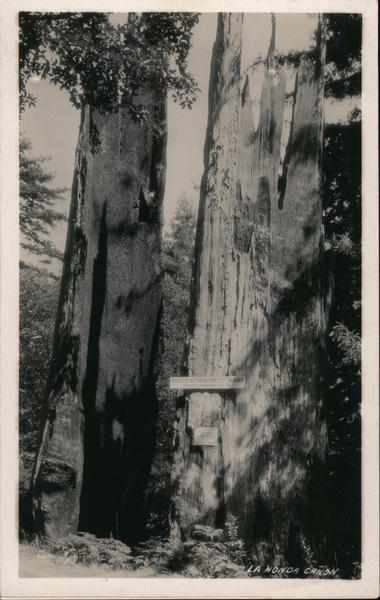 Giant Redwood trees, La Honda Canyon California