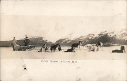 Dog Team Atlin, BC Canada British Columbia Postcard Postcard Postcard