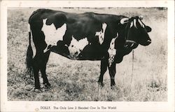Dolly - The only live two headed Cow in the World Postcard
