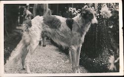 Photo of dog on path Postcard