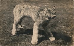 Bobcat Postcard