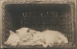 Three White Kittens Postcard