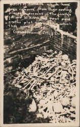Bones of humans which have been removed from their resting places on account of the family's not paying rent Postcard