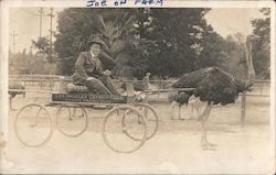 Ostritch-drawn cart at Los Angeles Ostrich Farm Postcard