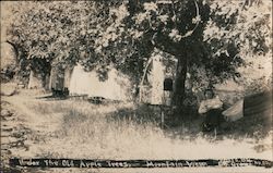 Under the Old Apple Trees Postcard