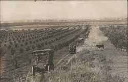 Cars driving through cow pasture Postcard