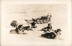 Sled Dogs Postcard