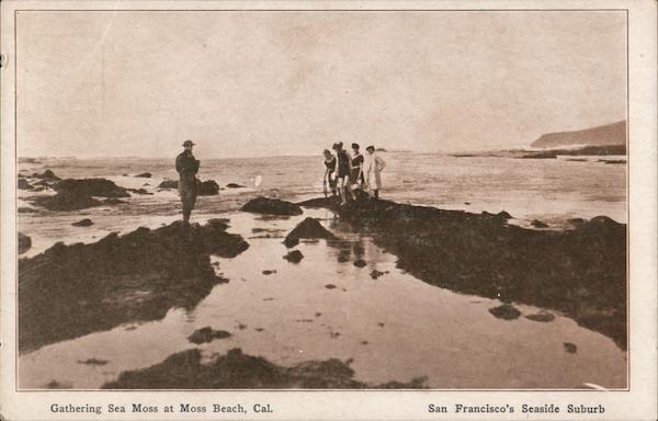 Gathering Sea Moss at San Francisco's Seaside Suburb Moss Beach California