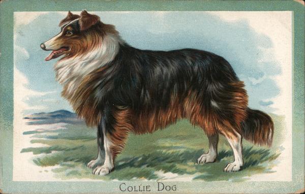 Collie Dog The Scotch Collie Dogs