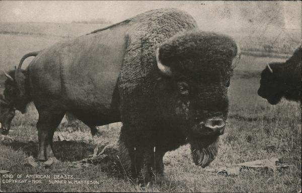 King of American Beasts Sumner W. Matteson Buffalo