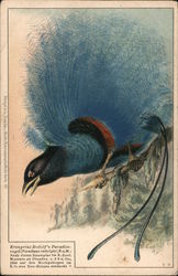 Kronprinz Rudolf's Paradies-vogel Birds Postcard Postcard Postcard